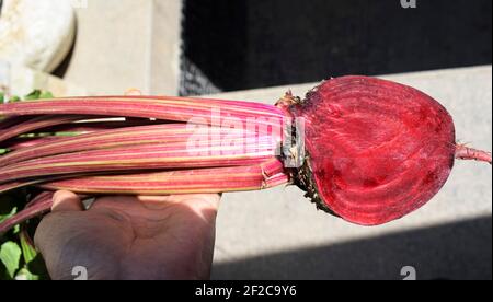 Red beet root vegetable freshly plucked from kitchen garden farm backyard. female woman person holding Fresh beetroot vegetanle plant from root to lea Stock Photo