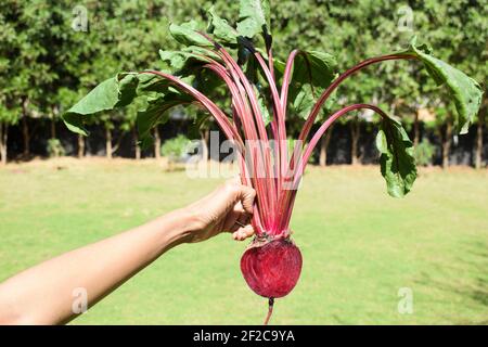 Red beet root vegetable freshly plucked from kitchen garden farm backyard. female woman person holding Fresh beetroot vegetanle plant from root to lea Stock Photo