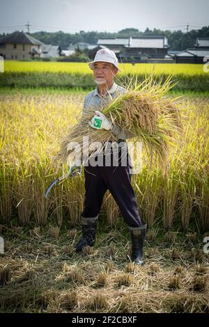 Japan, Hyogo prefectur , Producing Japanese sake.Farmer harvests rice by hand in the field . Stock Photo