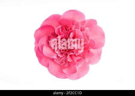 Fully bloom pink camellia flower isolated on white background. Camellia japonica Stock Photo