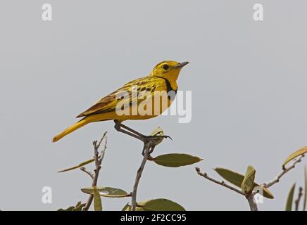 Golden Pipit (Timetothylacus tenellus) adult male perched on top of bush Tsavo East, Kenya            November Stock Photo