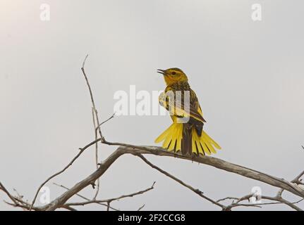 Golden Pipit (Timetothylacus tenellus) adult male perched on dead bush in song with tail fanned Tsavo East NP, Kenya            November Stock Photo