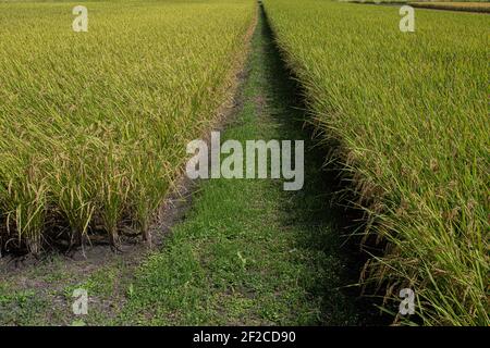 Japan/Hyogo prefecture/Producing Japanese sake/Rice coming to fruition in the fields of Hyogo prefecture Japan. Stock Photo