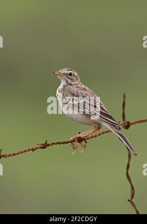 African Pipit (Anthus cinnamomeus lacuum) adult perched on barbed-wire fence Kenya         November Stock Photo