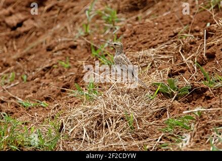 African Pipit (Anthus cinnamomeus lacuum) adult standing on broken grassland Nairobi NP, Kenya         October Stock Photo