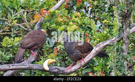 Andean guans (Penelope montagnii) perched in a tree eating a banana in the Yanacocha Reserve outside of Quito, Ecuador Stock Photo
