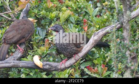 Andean guans (Penelope montagnii) perched in a tree eating a banana in the Yanacocha Reserve outside of Quito, Ecuador Stock Photo