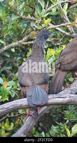 Andean guan (Penelope montagnii) perched in a tree in the Yanacocha Reserve outside of Quito, Ecuador Stock Photo