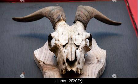 A low angle shot of an animal's skull with horns Stock Photo