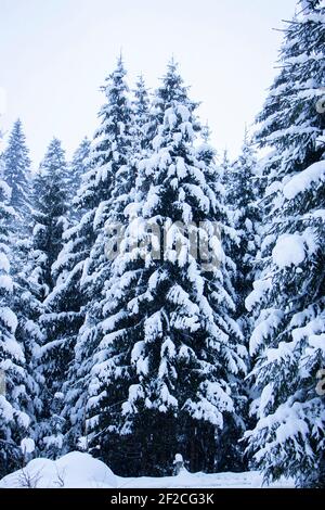 Tall snow-covered Christmas trees in the forest. Vertical photo of winter forest. Stock Photo
