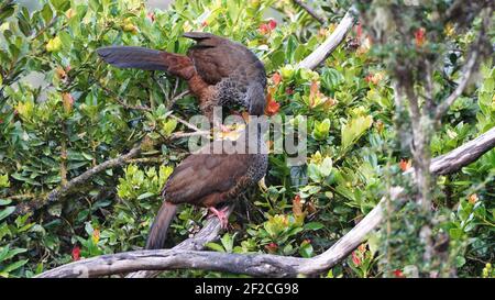 Andean guans (Penelope montagnii) perched in a tree in the Yanacocha Reserve outside of Quito, Ecuador Stock Photo