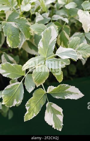 Aegopodium podagraria 'Variegatum' leaves. Variegated Elder. Stock Photo