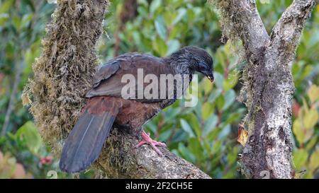 Andean guan (Penelope montagnii) perched in a tree in the Yanacocha Reserve outside of Quito, Ecuador Stock Photo