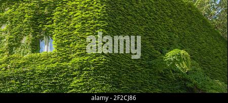 Vine creeper around window on facade house covered wild grape vertical plants green eco home Ivy clad building. Green facade banner eco house Stock Photo