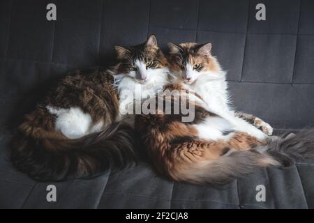 Two cats lying next to each other on a dark grey couch. Stock Photo