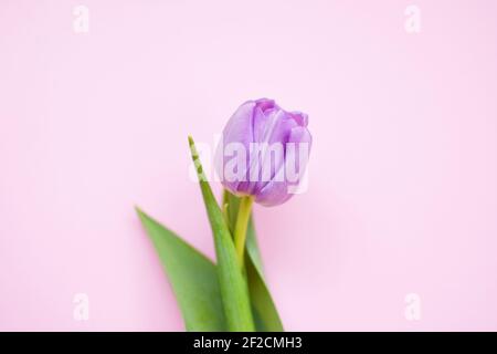 One delicate peony lilac tulip with green leaves on a pink background. Stock Photo