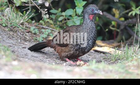 Andean guan (Penelope montagnii) on the ground in the Yanacocha Reserve outside of Quito, Ecuador Stock Photo
