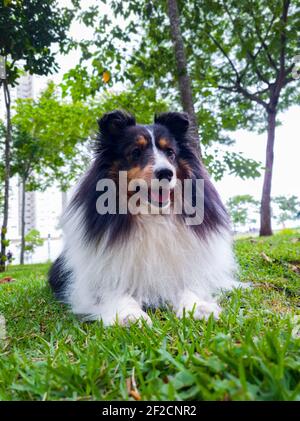 Shetland Shepherd dog detained in the grass and trees in the background. Front view. Stock Photo