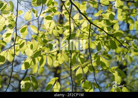 Close up pictures of lush green young leaves on a sunny day in the woods in spring, when nature wakes up to bloom with sunlight peaking through trees Stock Photo