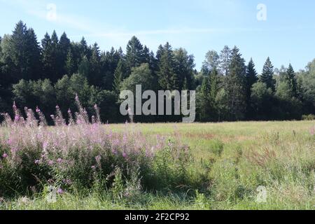 A large green field with trees in the background Stock Photo