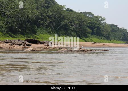 A Great Egret standing on a sand bar in the Tambopata River in the Amazon of Madre de Dios, Peru Stock Photo