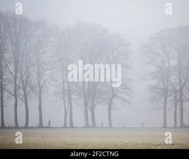 person jogging between oak trees in morning fog near Doorn on Utrechtse Heuvelrug Stock Photo