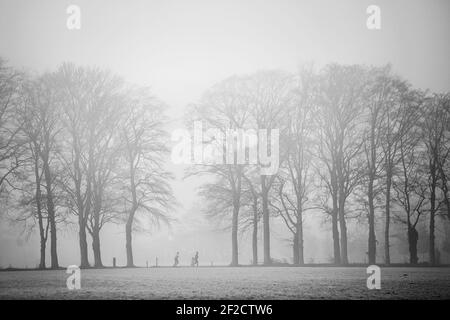 two people jogging between oak trees in morning fog near Doorn on Utrechtse Heuvelrug Stock Photo