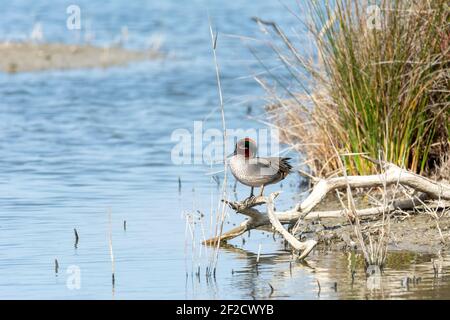 Green-winged Teal (Anas crecca) Cerceta comun in savage state, perched on a branch on the shore of salty lake, in natural park, la albufera, mallorca Stock Photo