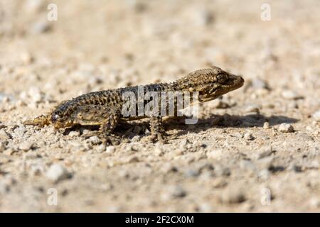 Moorish gecko (Tarentola mauritanica) on the ground, with his tail cut off, on the island of Mallorca Stock Photo