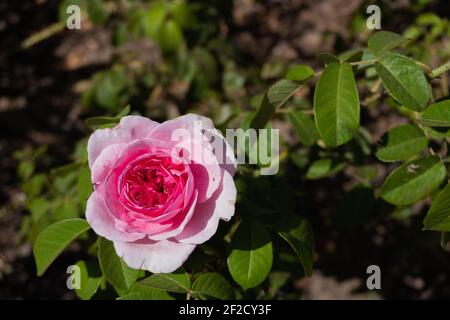 pink rose. Rosa chinesis jacq. family rosaceae. class magnoliopsida. flower of ornamental use. medicine. gardening. Stock Photo