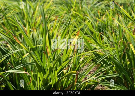 background of a green plant of the species carex pendula huds. bulrush. ornamental uses. biodiverse backgrounds. Stock Photo