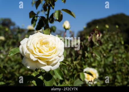 yellow rose. Rosa chinesis jacq. family rosaceae. class magnoliopsida. flower of ornamental use. medicine. gardening. Stock Photo