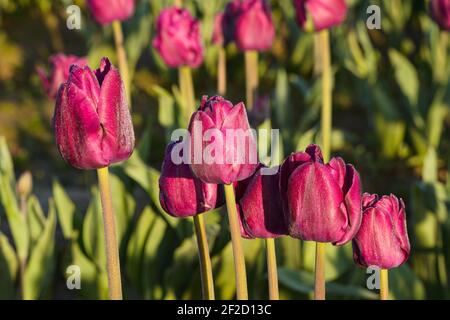 Detail of purple tulip field on  commercial farm in the Skagit Valley of Western Washington Stock Photo