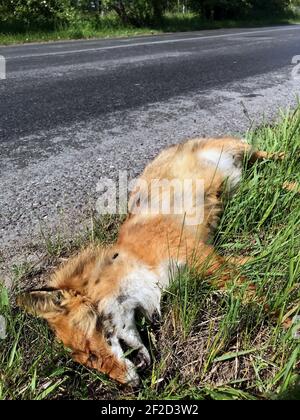 The fox's corpse is lying by road with traffic. Dead fox beside road. Stock Photo