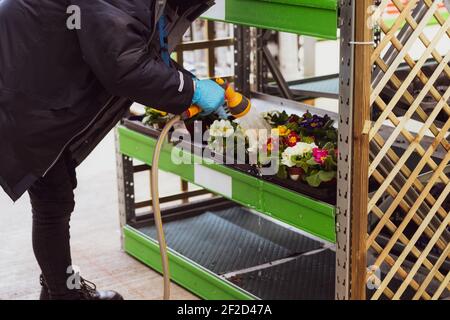 Shop assistant worker watering plants in the garden center. The staff of the plant nursery takes care of flowers using a watering hose. Selective focu Stock Photo