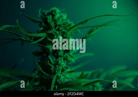 Texture from cannabis plant, in a marihuana indoor cultivation.  Stock Photo