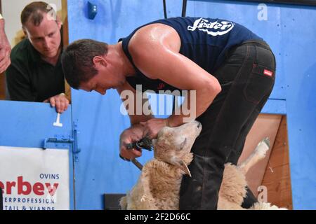 World Sheep shearing championships France Stock Photo