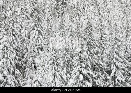 Thick blanket of new snow on a fir tree forest at Stevens Pass in the Cascade Mountains of Washington State Stock Photo