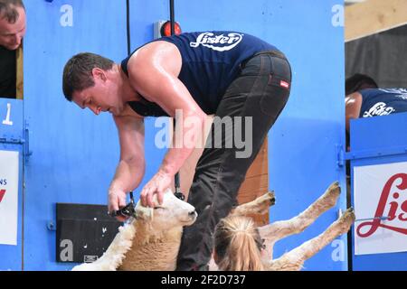 World Sheep shearing championships France Stock Photo