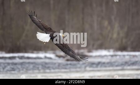 Mature bald eagles makes sweeping turn above the Nooksack River in Western Washington State Stock Photo