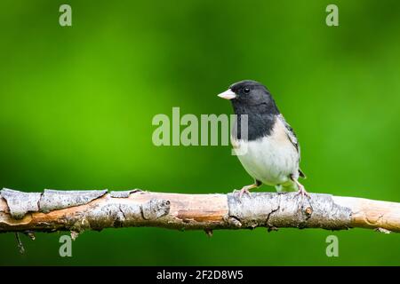 A dark headed male Dark-eyed Junco rests on a branch against a green background in East King County in Washington State Stock Photo