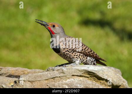 Male Northern Flicker on rock pile with water droplets on bill and red flash on cheek in the Snoqualmie valley of Washington State Stock Photo