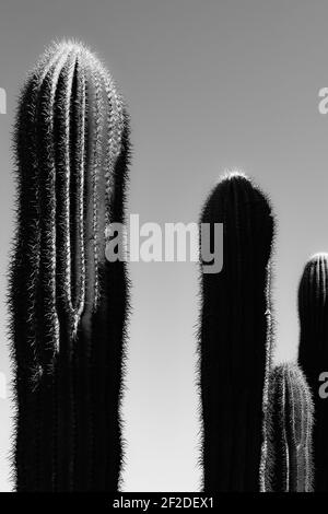 Close up of spines and ribs of Saguaro cacti spears with several in silhouette, in Black and white in the Sonoran desert in Southern Arizona Stock Photo