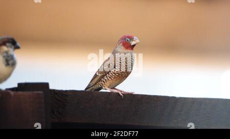 Red-headed finch (Amadina erythrocephala) perched on a fence in a backyard in Pretoria, South Africa Stock Photo