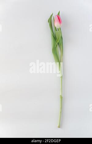 one pink tulip flower on white paper background Stock Photo