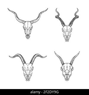 Vector set of hand drawn skulls of horned animals: antelope, doe, goat and ram on white background. Sketch illustration. For you design, tattoo or mag Stock Vector Image & Art - Alamy