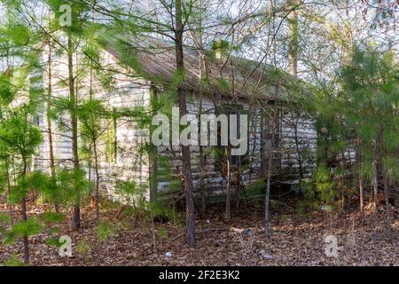 Abandoned White House in the Woods overrun by skinny pine trees Stock Photo