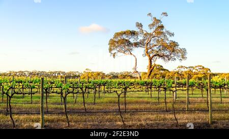 Gumtree with vineyard at sunset, McLaren Vale, South Australia Stock Photo