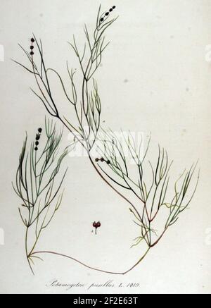 Potamogeton pusillus — Flora Batava — Volume v13. Stock Photo