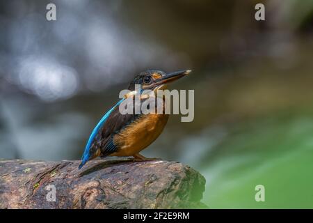 blue-banded kingfisher Alcedo euryzona female on a log by the river Stock Photo